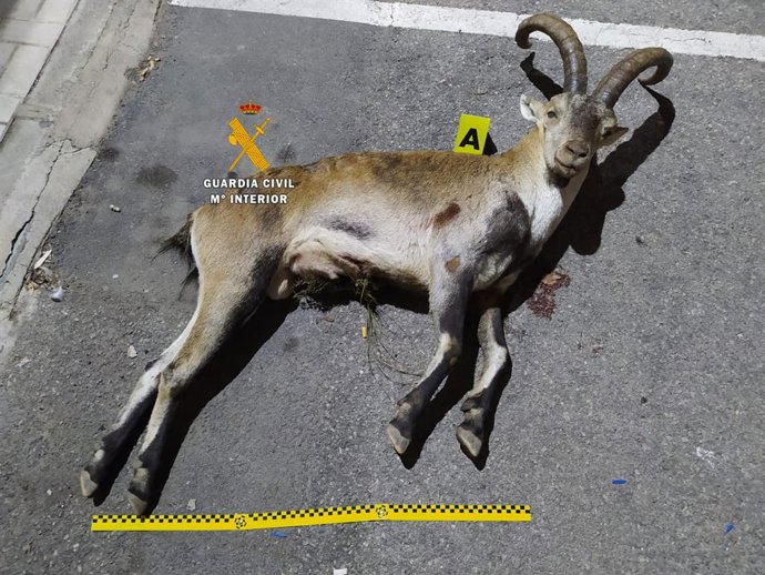 La Guardia Civil detiene a tres cazadores furtivos en Málaga