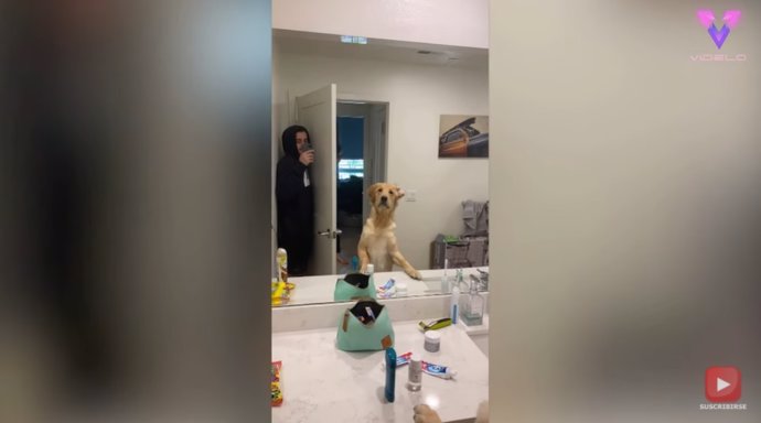 La confusión de este perro con el reflejo de su dueño en el espejo mientras juega al escondite se gana al público en Internet