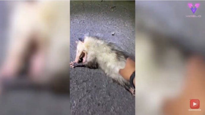 Esta zarigüeya se hace la muerta delante de un joven fotógrafo