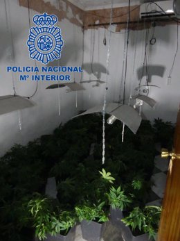 Plantación de marihuana en una vivienda ocupada de Badajoz