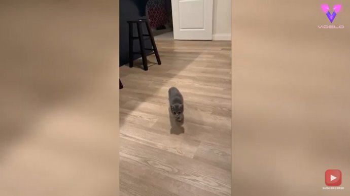 Esta gatita de 11 semanas juega a red light, green light un juego parecido al de las estatuas o a la gallinita ciega