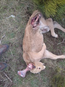 Una de las reses muertas por el ataque de lobos en la provincia de Ávila.