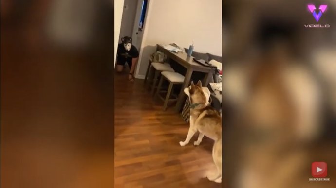 Tres perros reaccionan así delante de su dueño disfrazado con una máscara de husky