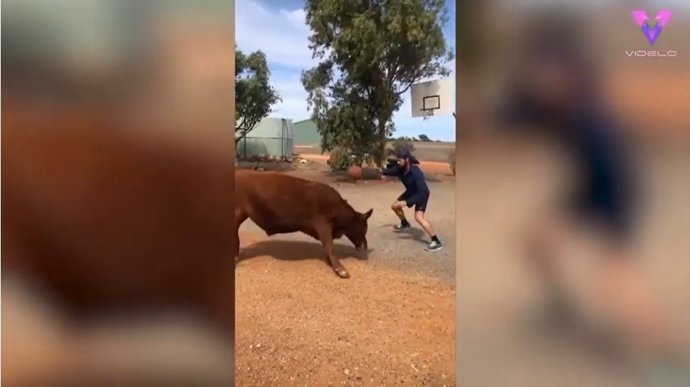 Este hombre juega al baloncesto con un toro de 15 meses