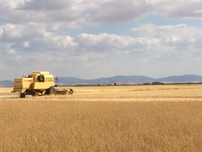 Condenado un agricultor en León por explotación ilegal de variedades de cereal protegidas