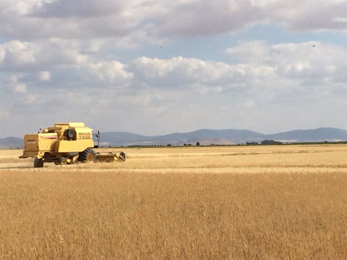 Condenado un agricultor en León por explotación ilegal de variedades de cereal protegidas