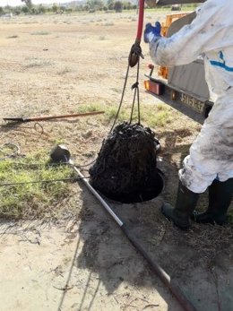 Retirada de toatillitas de las redes de alcantarillado