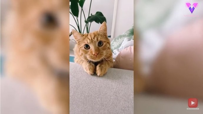 Con cara de gato con botas, este gato pelirrojo de ojos grandes y redondo consigue chucherías de su dueña