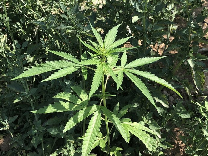 [Gruposociedad] Logra Desarrollar Y Lanza Mercado Crema De Cannabis Con Mayor Concentración En Cannabidiol De España