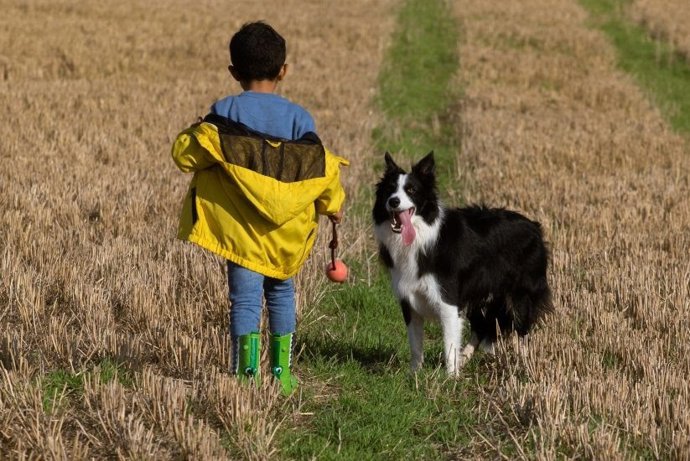 La Real Sociedad Canina Española pide al Gobierno una asignatura de Educación animal en la Ley Celaá.