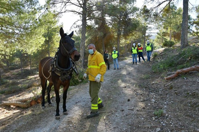 El Infoca realiza tratamientos selvícolas en terreno forestal de Granada