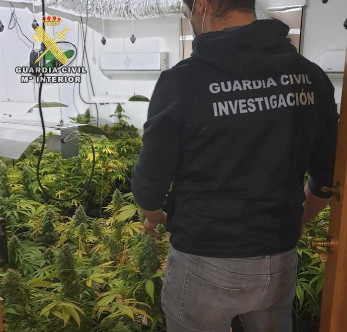 La Guardia Civil interviene plantaciones de marihuana en Iznalloz y Santa Fe