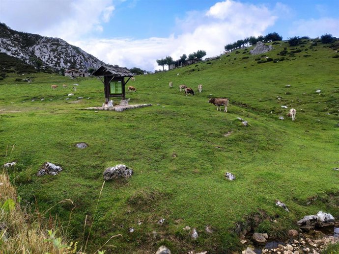 Vacas de la raza asturiana de los valles pastando en el entorno de los Lagos de Covadonga.
