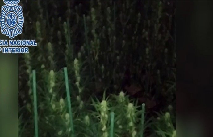 Detenido por amenazar a un técnico de la compaña eléctrica a la que defraudaba cultivando marihuana en casa