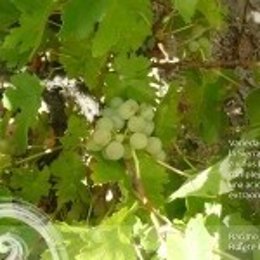 Imagen de un racimo de uva de la DOP Sierra de Salamanca