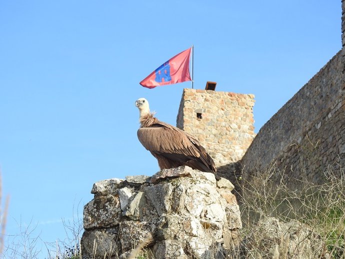 El buitre liberado en Aracena (Huelva).