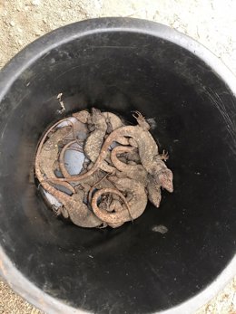 Lagartos gigantes de El Hierro liberados en la punta de Agache