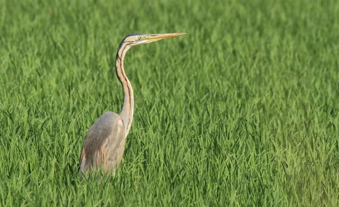Garza imperial en un arrozal de lAlbufera
