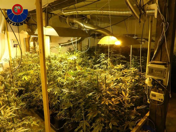 Plantación de marihuana en Mundaka