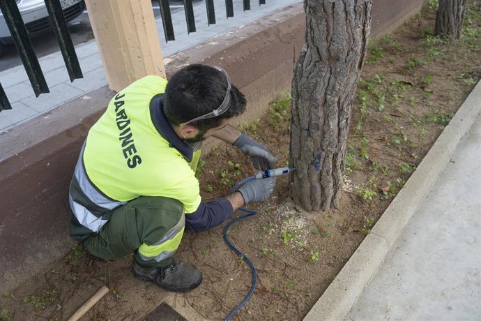 Actuaciones en un pino