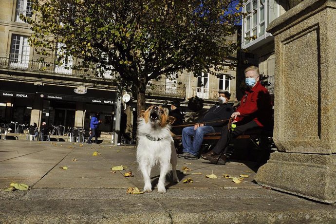 Un perro ladra en la plaza Mayor de O Carballiño donde hoy se levanta el cierre perimetral y reabre la hostelería, en O Carballiño, Ourense, Galicia, (España), a 21 de noviembre de 2020. Esta nueva fase de desescalada se produce tras la decisión de la X