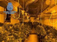 Decomisadas 615 plantas de marihuana en Dúrcal (Granada) y detenido un varón como responsable del cultivo