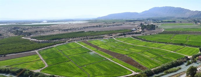 Campos de arroz en Calasparra