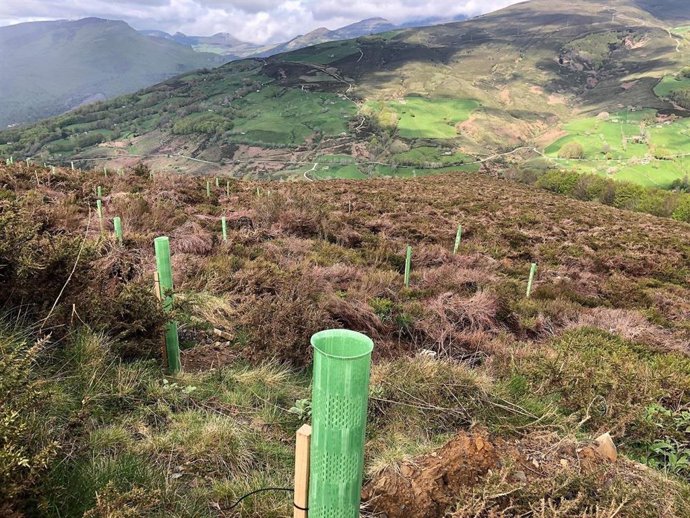 Plantación de árboles en la provincia de Palencia.