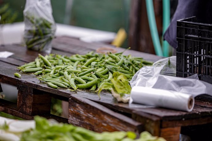 Judías recolectadas por los voluntarios que trabajan en el Huerto Urbano Comunitario de Vicálvaro en la preparación de una cesta con productos ecológicos para la Despensa Solidaria de Vicálvaro, una iniciativa social puesta en funcionamiento por vecinos