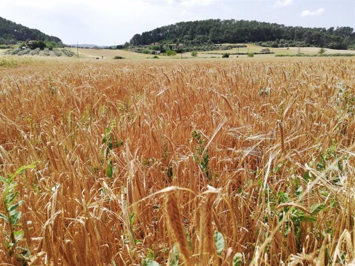 Campos de cultivo en el Pla de Mallorca.