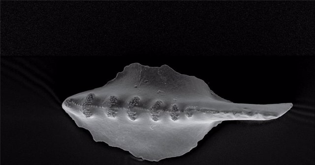 Una Imagen De Microscopio Electrónico De Barrido De Un Elemento De Plataforma Dental Del Género Conodont Sweetognathus, Recolectada En Wyoming, EE. UU. Este Ejemplar Tiene Entre 293,7 Y 294,9 Años.
