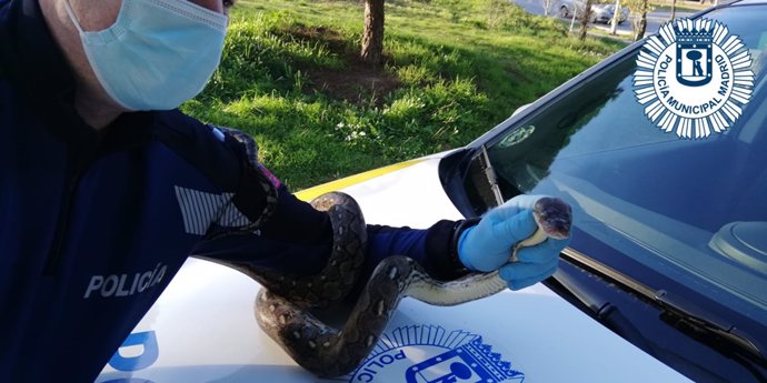Un agente de la Policía Municipal de Madrid atrapa una boa constrictor que se escapó de una casa del distrito de Tetuán