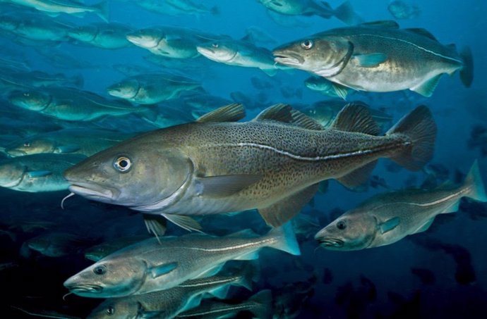 La organización Our Fish alerta de que incumplir la prohibición de hacer descartes en la pesca puede llevar a la implosión del sistema de pesca de la UE.