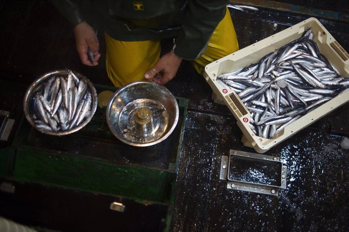 Anchoa en un barco vasco de bajura 