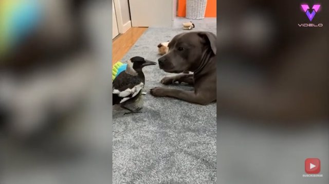 Este perro adopta a una urraca como su propio cachorro y el pájaro actúa como tal