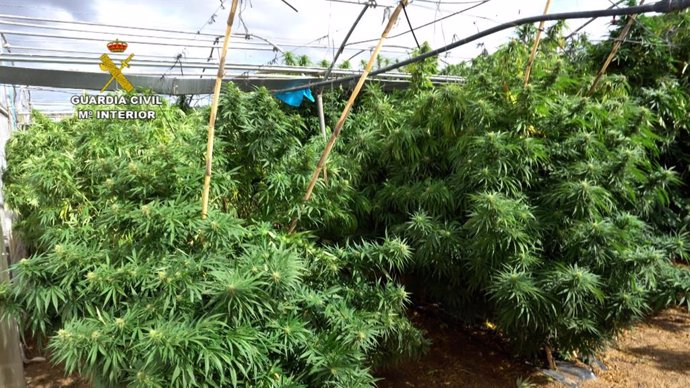 Golpe a la mayor red de marihuana en España: 52 cultivos falsamente legales, 372.000 plantas y 430 millones de negocio