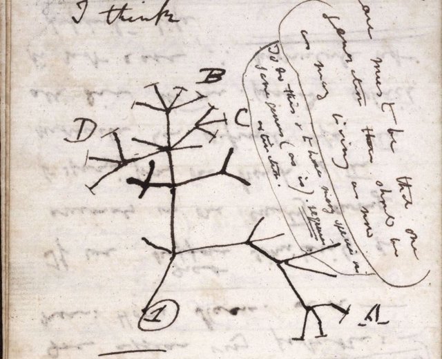 Imagen del árbol de la vida dibujado por Darwin en un cuaderno de notas que probablemente ha sido robado de la Universidad de Cambridge