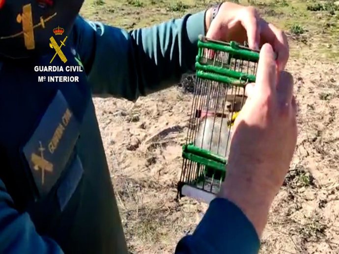 Imagen de un reclamo intervenido en la actuación por la Guardia Civil de Isla Cristina (Huelva).