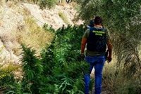 Desarticulada una red a la que se atribuye el mayor centro de marihuana de la Alpujarra de Granada