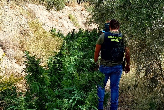 Agentes de la Guardia Civil en una finca donde se cultivaba marihuana en la Alpujarra