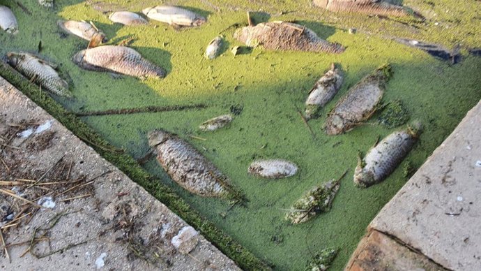 EL PP DENUNCIA QUE EL MAL ESTADO DEL AGUA EN ALGUNAS ZONAS DE L*ALBUFERA ESTÁ PROVOCANDO LA APARICIÓN DE PECES MUERTOS