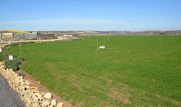 Parcela en la que se levantará el nudo logístico de Antequera