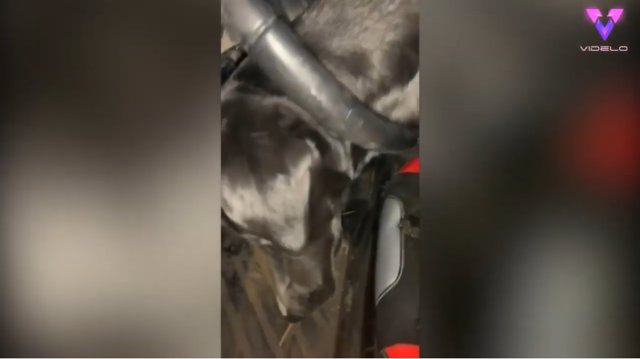 Una Labrador de color negro, de seis meses, se queda atascada en el volante del coche de su dueño