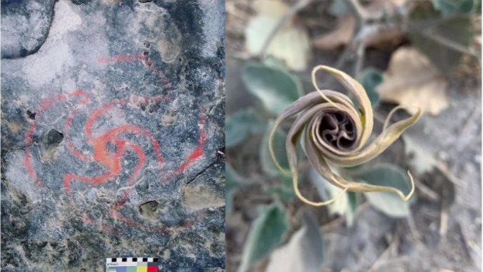 Pintura de molinete dentro de la cueva (izquierda). Flor desplegada de D. Wrightii de una planta cercana al sitio de la cueva (derecha)