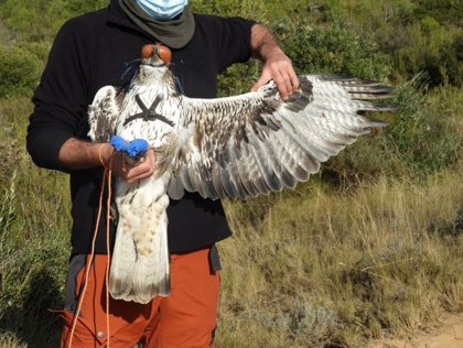 El Parc Natural de Montsant (Tarragona) monitoreará una pareja de águilas  perdiceras