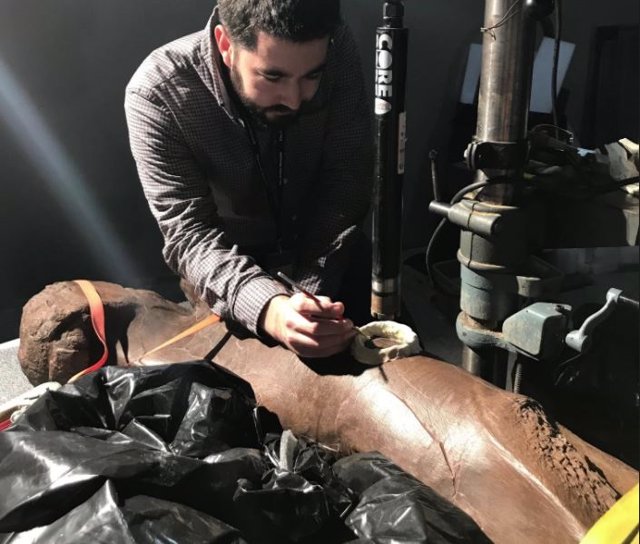 El paleontólogo Tom Cullen cortando el hueso del muslo del T.Rex para aprender cómo creció
