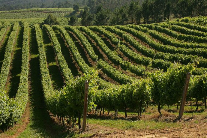 Viñedos de Terras Gauda en El Rosal, Pontevedra.