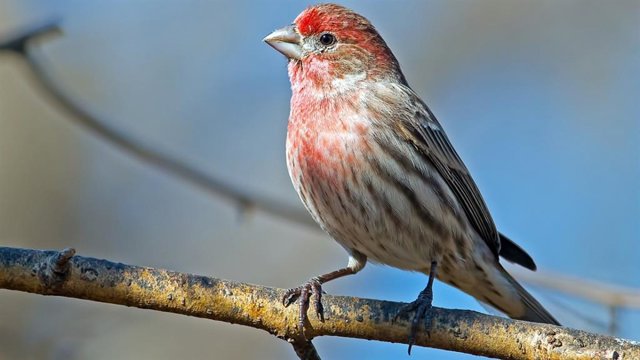 Pinzón de casa macho.