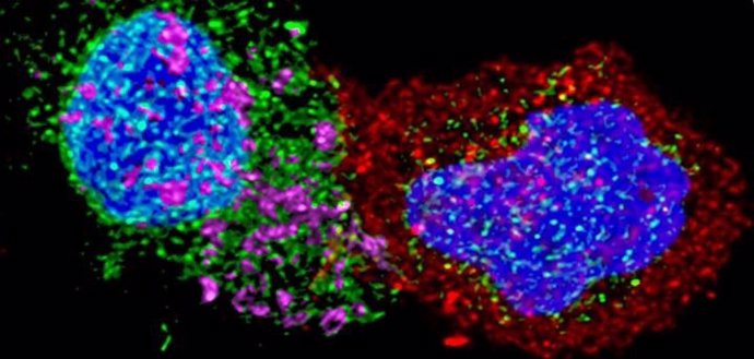 Linfocitos CD8 (rojos) de pacientes controladores de VIH en contacto con células CD4 (verdes) infectadas con VIH. Los núcleos celulares están en azul. En rosa, una molécula citotóxica secretada por las células CD8 para destruir las células CD4.