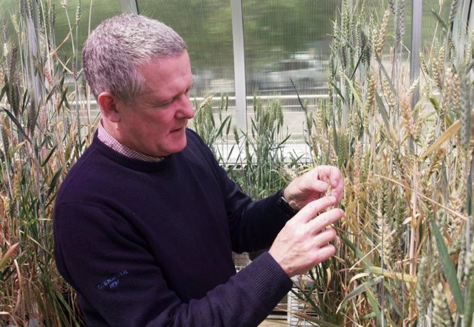 El profesor asociado Ken Chalmers, de la Universidad de Adelaide, inspecciona el grano cultivado en ensayos en invernadero